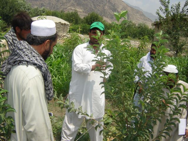 ARP agriculture extension staff working with farmers in an orchard