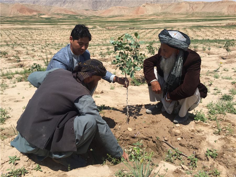 Farmers planting a fruit tree sapling in Afghanistan